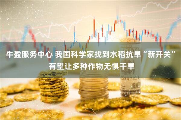 牛盈服务中心 我国科学家找到水稻抗旱“新开关” 有望让多种作物无惧干旱